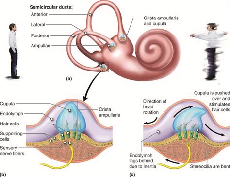 Animal Sensory Systems | Organismal Biology