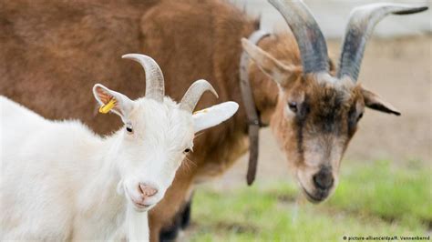 FC Cologne mascot Hennes gets new goat-friend, plus kids | Sports ...