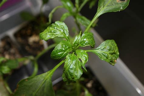 Dealing with Broad Mite - Greenhouse Product News