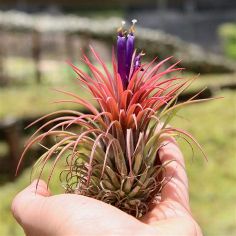 Tillandsia Lonantha Air Plant - Nestreeo.com