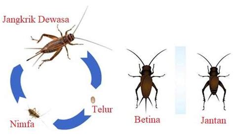 Metamorfosis Tidak Sempurna Jangkrik - Proses Daur Hidup dan Gambar ...