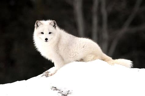 Arctic Fox Wallpapers - Wallpaper Cave