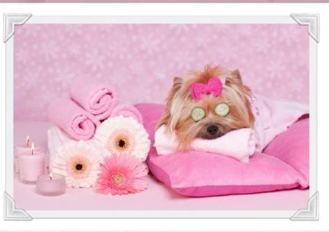 Luxury Spa Treatments - Doggy do's by lindsey