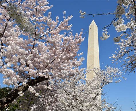 Cherry blossoms on the National Mall | Jonathan Bloy