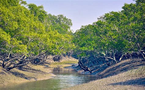 Mangrove Forests