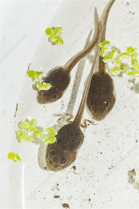 Common frog tadpoles - Stock Image - C054/1482 - Science Photo Library