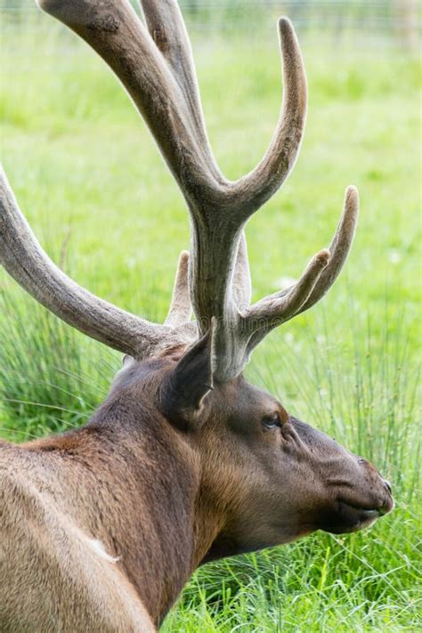 Roosevelt Elk Displaying Antlers Stock Photo - Image of outdoors ...