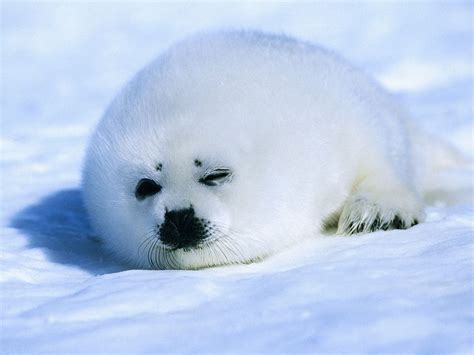 🔥 [70+] Baby Seal Wallpapers | WallpaperSafari