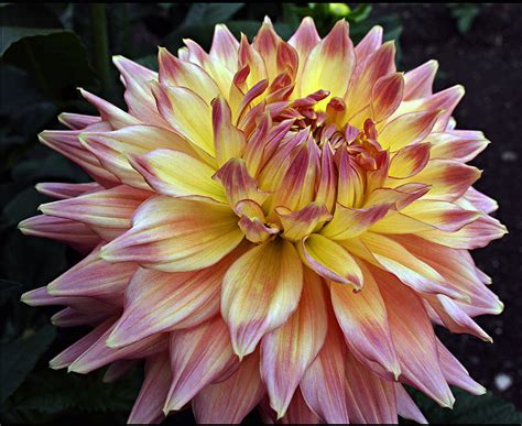 Variegated Giant Dahlia Photograph by Ellen Tully - Fine Art America