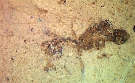 Louisville Fossils and Beyond: Drone Ant Fossil - Paleogene Period