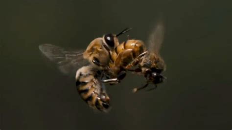 Watch this: Slow-motion footage of a queen bee mating with a drone in ...