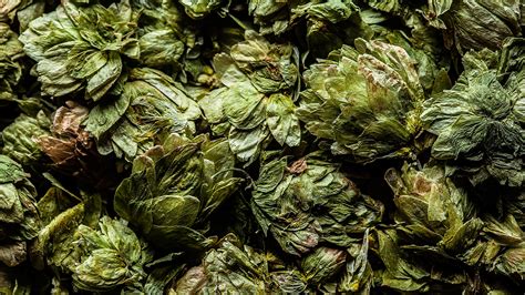 How Mosaic Became Beer’s Hottest Hop - PUNCH