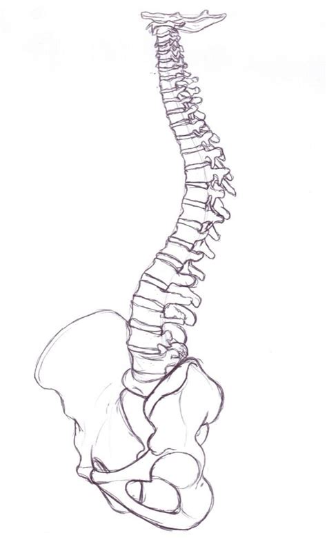 Claire Lordon Design: Spine and Pelvis Drawing | Spine drawing, Anatomy ...