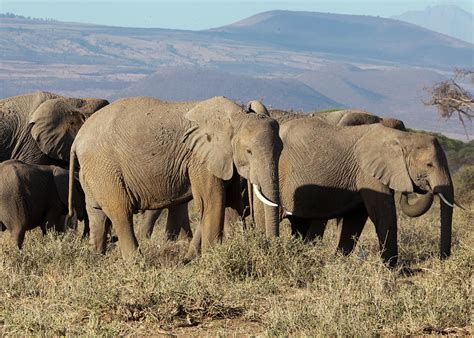 Elephants at Kilimanjaro Photograph by Robert Selin - Fine Art America