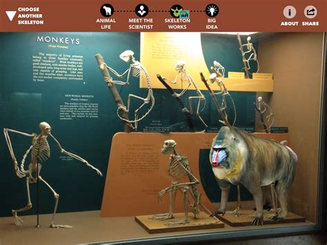 The Smithsonian's New App Brings Museum Skeletons And Fossils To Life | Gizmodo Australia