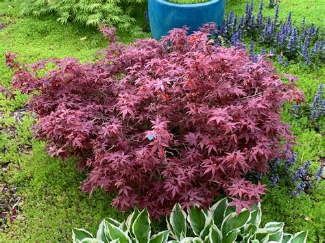 Buy Acer palmatum 'Hime shojo' Dwarf Red Japanese Maple – Mr Maple │ Buy Japanese Maple Trees