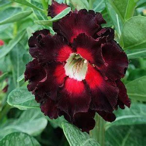 35 Stunning Types of Desert Rose Varieties | Balcony Garden Web