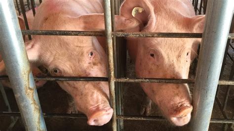 First human-pig chimeras created, raising hopes for transplantable organs