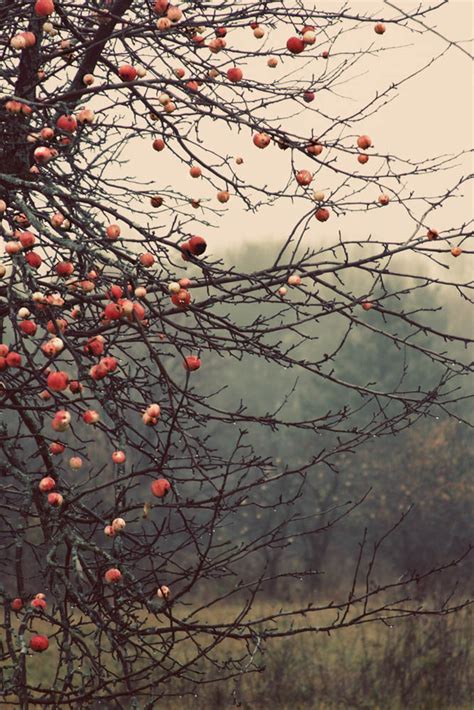 Apples Orchard Landscape Photography Fine Art Photograph Canvas Gallery ...