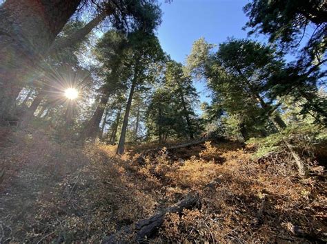 Best Hikes in Cibola National Forest (NM) - Trailhead Traveler