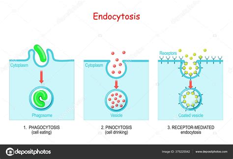 Endocytosis Animation