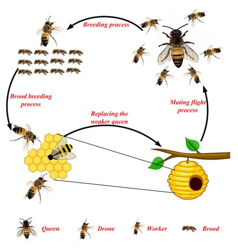 Honey Bee Mating Optimization (HBMO) Algorithm: Propelled Behavior of Bees Mating for Solving ...