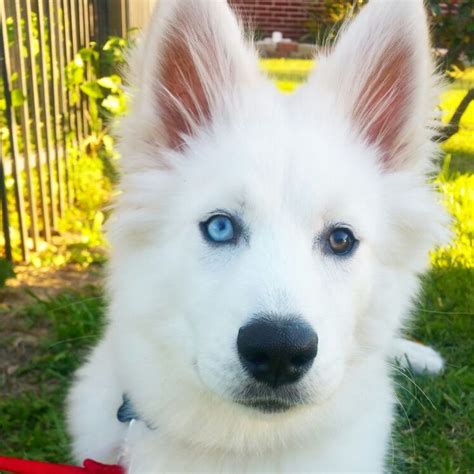 White Siberian Husky Puppy with gorgeous eyes | White siberian husky ...