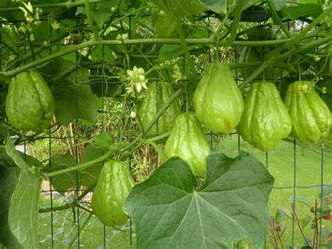 10 MAI - CHRISTOPHINE, CHAYOTTE, CHOUCHOU...et voilà c'est planté - PASSION POTAGER