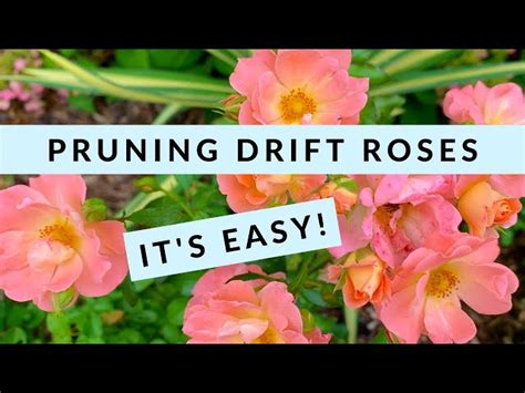 How to Prune Drift Roses - HayFarmGuy