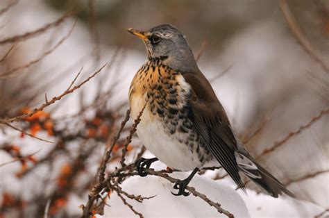 Fieldfare - Turdus pilaris - Linnaeus, 1758