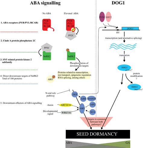 Regulation of seed dormancy by abscisic acid and DELAY OF GERMINATION 1 | Seed Science Research ...