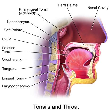 Anatomy Of The Airway And Tonsils Trial Exhibits, 44% OFF