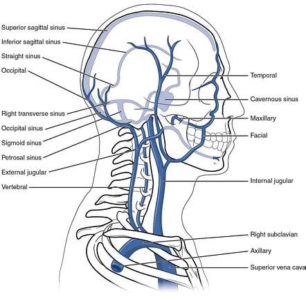 External Jugular Vein