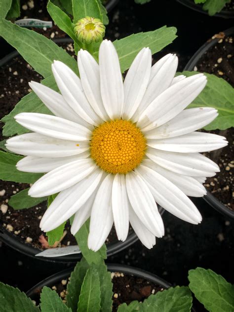 Shasta Daisy | Perennials, Plants, Daisy