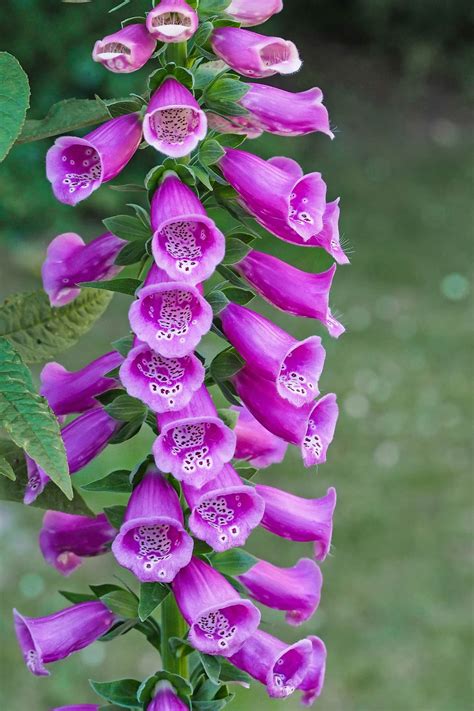 Foxglove - info, planting, care and tips - live-native.com