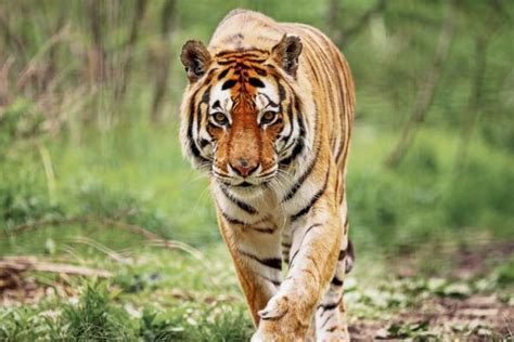 El tigre de bengala en peligro de extinción - Causas y solución