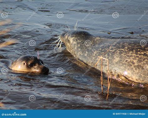 Harbor seals swimming stock photo. Image of ocean, rest - 84971958