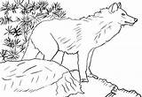 Howling Wolf Coloring Page  Free Printable Pages For Kids sketch template