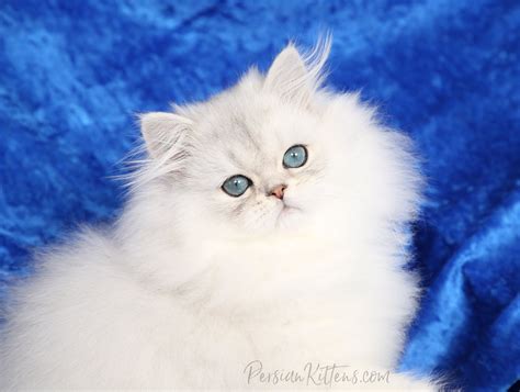 Dollface Persian Kittens