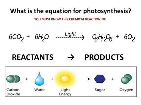 Products Of Photosynthesis