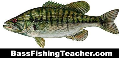 Shoal Bass Fishing - Bass Fishing Teacher