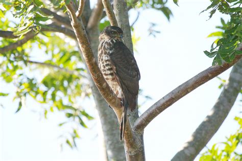 African Goshawk – juvenile – Birds are our Story