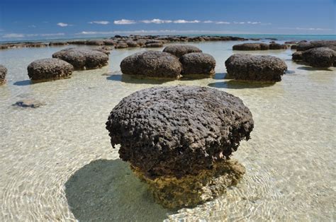 Morphology - Stromatolites