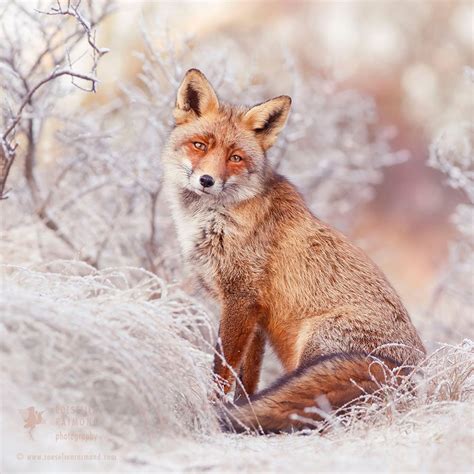 Photos of Red Foxes Roaming Snow-Covered Fairytale Lands