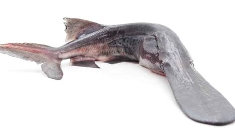 Paddlefish Fish Facts | AZ Animals