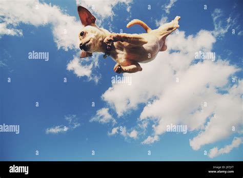 Puppy sky flying dog hi-res stock photography and images - Alamy