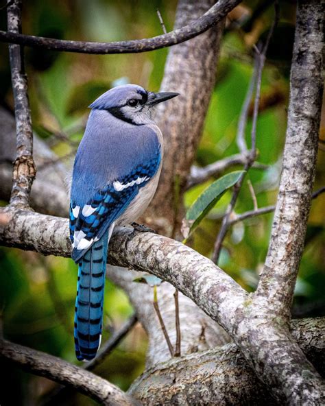 14 Beautiful Canadian Birds To Watch This Year - Icy Canada