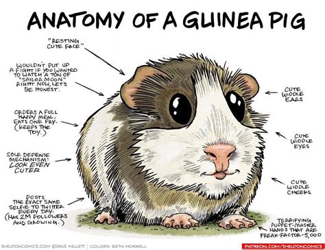 Anatomy of a Guinea Pig : r/guineapigs