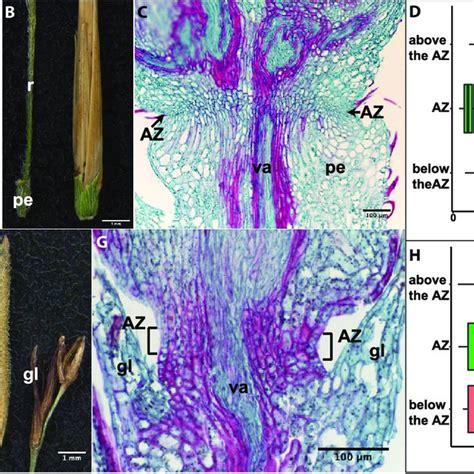 Abscission zone (AZ) of Streptochaeta angustifolia and Pharus... | Download Scientific Diagram