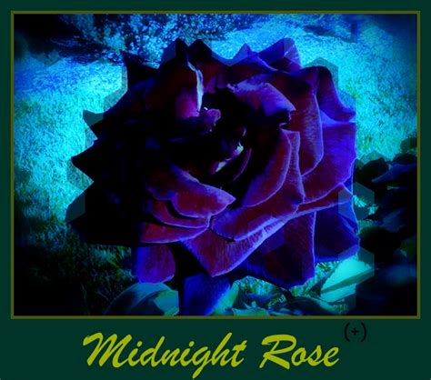 Midnight Rose by Flyboyzee on DeviantArt